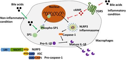 Inflammatory-Dependent Bidirectional Effect of Bile Acids on NLRP3 Inflammasome and Its Role in Ameliorating CPT-11-Induced Colitis